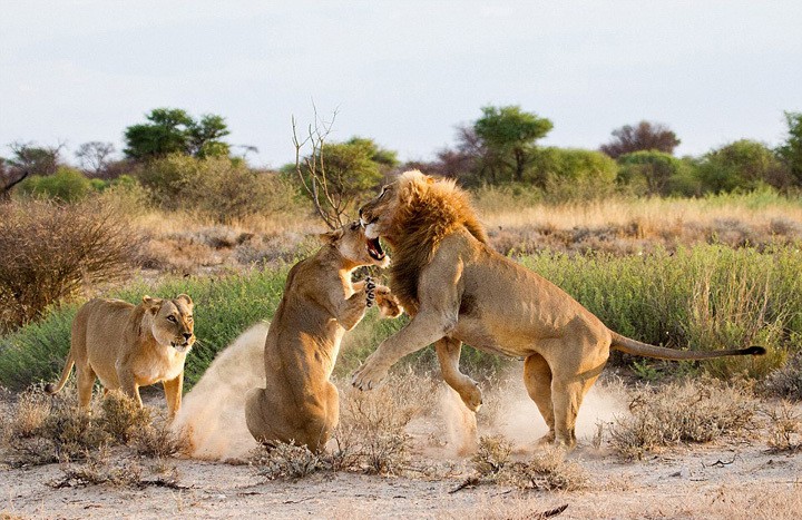 Nhiếp ảnh gia Leon Botha trong một chuyến đi tới công viên Kgalagadi Transfrontier, Kgalagadi, Bostwana đã ghi lại được những hình ảnh vô cùng kịch tính và thú vị về màn đánh ghen bạo lực của sư tử cái. Khi  sư tử cái đánh ghen, nó điên cuồng khiến "nam nhân" của mình choáng váng, không kịp trở tay. (Nguồn Sina)