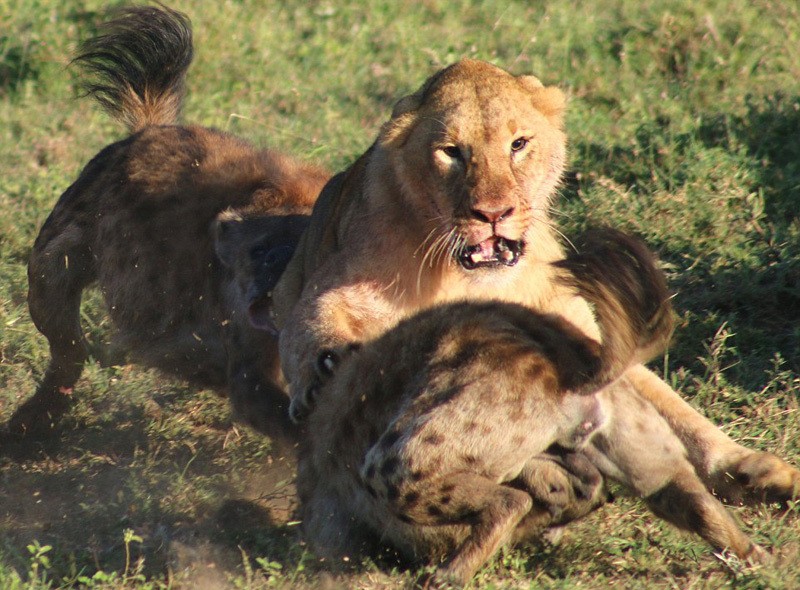 Tại vườn quốc gia Masai Mara ở Kenya, một nhiếp ảnh gia động vật hoang dã đã ghi lại được khoảnh khắc kịch tính khi một con  sư tử cái chống lại cả đàn linh cẩu và chó rừng hợp sức tranh cướp mồi. (Nguồn Sina)