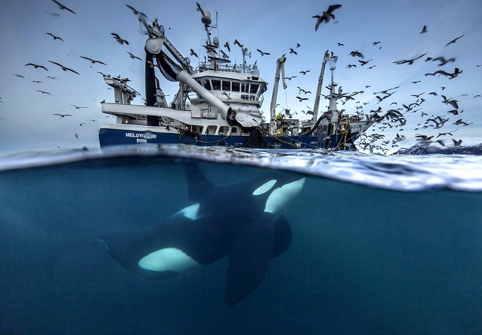 Triển lãm Wildlife Photographer - Nhiếp ảnh cuộc sống hoang dã lần thứ 52 sẽ được tổ chức tại bảo tàng Lịch sử Tự nhiên tại London, Anh vào tháng 10 sắp tới. Cuộc thi năm nay thu hút hơn 50.000 tác phẩm đến từ hơn 95 quốc gia khác nhau. Trong số đó có những tác phẩm nhiếp ảnh về cuộc sống của  động vật hoang dã gây ấn tượng mạnh. Trong ảnh là một con cá voi sát thủ đang ẩn nấp dưới đáy thuyền để ăn cắp cá của ngư dân. Ảnh của nhiếp ảnh gia Audun Rikardsen từ Na Uy. (Nguồn Dailymail)