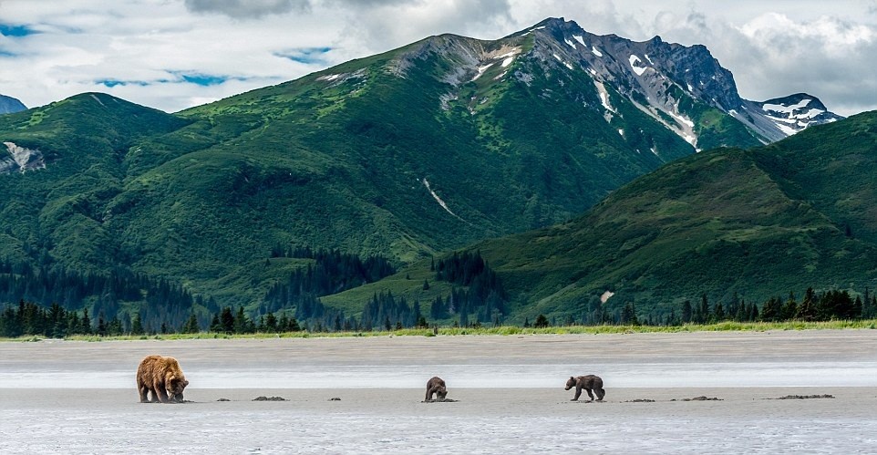 Cảnh quan hùng vĩ của Alaska thực sự là một thiên đường cho những con  gấu xám Bắc Mỹ. Tại nơi đây, chúng sống một cuộc sống yên bình, tận hưởng bầu không khí trong lành, thức ăn lại luôn tươi mới.