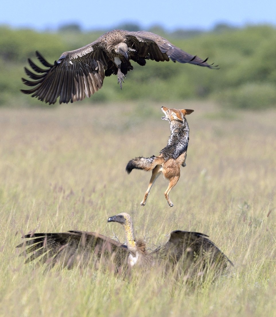 Tại trung tâm khu bảo tồn động vật hoang dã Kalahari Game Reserve, Botswana, Nam Phi, nhiếp ảnh gia người Australia, Marc Mol đã ghi lại được những khoảnh khắc ngoạn mục về trận kịch chiến giành mồi của  chó rừng và kền kền. (Nguồn Dailymail)