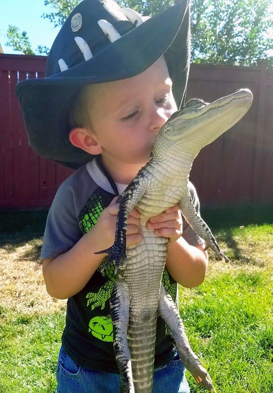 JJ McDonald, 2 tuổi, hiện đang sống cùng gia đình tại bang Colorado, Mỹ là một cậu bé vô cùng bạo dạn. Không giống như nhiều đứa trẻ khác nhìn thấy cá sấu thì hoảng sợ, bỏ chạy, JJ cực kỳ thích tiếp xúc với loài động vật này. Hình ảnh  cậu bé 2 tuổi chơi với cá sấu đã trở thành bình thường ở trang trại của gia đình. (Nguồn Sina)