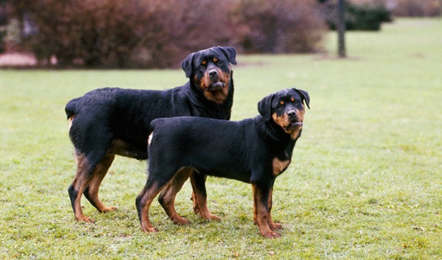 Đứng đầu danh sách những  giống chó nhập ngoại nguy hiểm là giống chó Rottweiler, hay còn gọi là rốt hoặc rotti, có nguồn gốc từ Đức. Đây là một giống chó chăn gia súc nhưng thường được huấn luyện để trở thành chó nghiệp vụ. Hành vi nguy hiểm tiềm tàng trong Rottweilers thường do sự vô trách nhiệm, lạm dụng, bỏ bê, thiếu huấn luyện của con người. Sức mạnh của Rottweiler là rất đáng sợ vì lực cắn của chúng có thể lên đến 136kg.