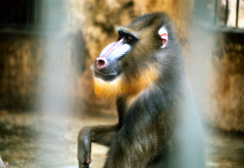 Trong ảnh là một khỉ đầu chó Mandrill, một loài  động vật quý hiếm nổi tiếng với bộ mặt rực rỡ sắc màu.