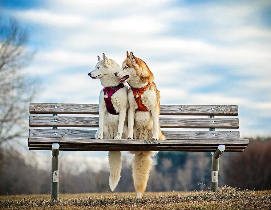 Theo cô Melanie, người Mỹ chia sẻ, đôi  chó husky tuyệt đẹp của cô là Ellie và Atlas đã cứu cô thoát khỏi sự hành hạ của hội chứng trầm cảm và rối loạn lo âu theo nhiều cách khác nhau. (Nguồn Bored Panda)