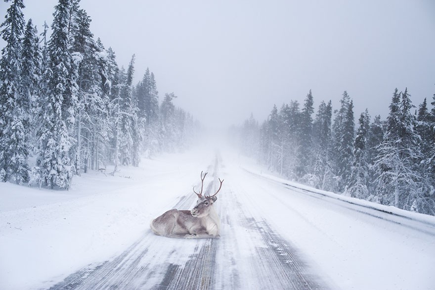 Lapland là một vùng đất rộng lớn nằm ở phía Bắc của Phần Lan, nơi sinh sống của những người dân tộc thiểu số Sami. Vào mùa đông, tuyết phủ trắng từng nhánh cây, ngọn cỏ nơi đây. Lapland cũng được coi là  quê nhà của ông già Noel, nơi ông sống cùng với đàn tuần lộc mũi đỏ và hàng ngàn yêu tinh chịu trách nhiệm làm quà tặng.