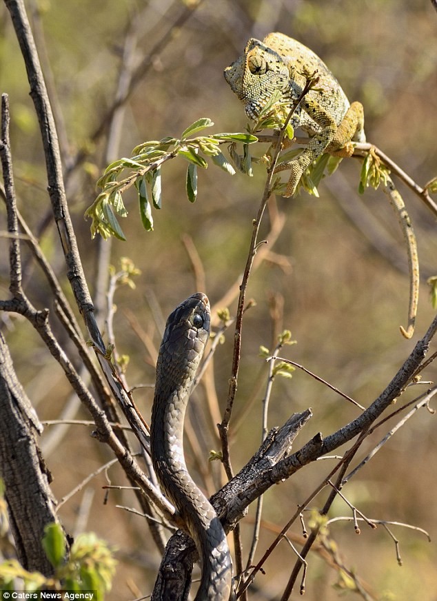 Nhiếp ảnh gia Jacobus Albertus Slabbert, 37 tuổi, ở Central Kalahari, Botswana đã ghi lại được cảnh tượng vô cùng kịch tính,  tắc kè hoa chết thảm khi bị một con rắn độc cho vào vòng ngắm tử thần. (Nguồn Dailymail)