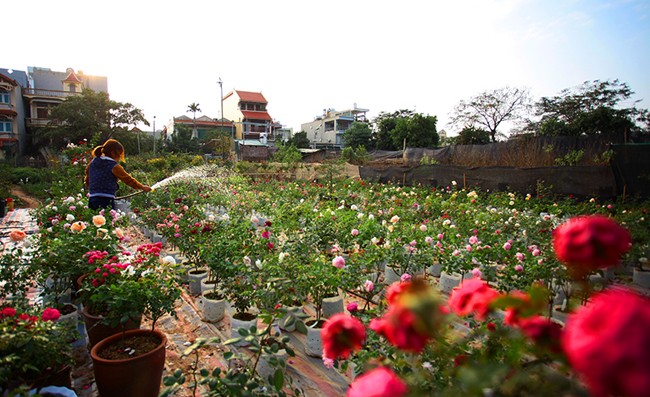 Dù còn hơn một tháng nữa mới đến Tết âm lịch nhưng tại làng hoa cây cảnh Quảng Bá đã tấp nập cảnh người ngược xuôi chọn mua, đặt trước những cây  hoa hồng siêu lạ, siêu hiếm ngoại nhập.