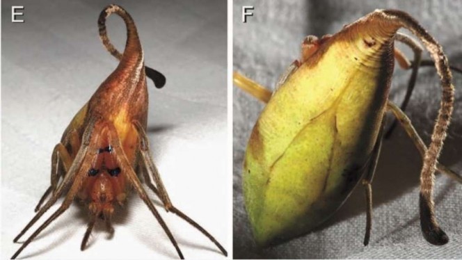 Nếu không phải là người nghiên cứu sâu về sinh vật học, có lẽ bạn rất khó có thể phát hiện ra  loài nhện kỳ lạ có ngoại hình giống hệt như một chiếc lá này. Hiện chúng vẫn chưa được đặt tên chính thức cũng như tên khoa học. (Nguồn Boredomtherapy)