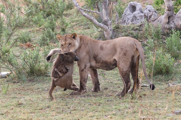 Tại khu bảo tồn động vật hoang dã Botswana‘s Selinda Camp, Nam Phi, nhiếp ảnh gia Evan Schiller đã ghi lại được cảnh tượng kịch tính chẳng khác nào phim điện ảnh về thế giới của động vật hoang dã, khi mà  khỉ đầu chó con phải trải qua nhiều nguy hiểm rình rập, trở thành thú cưng của sư tử cái. (Nguồn Voicesnatgeo)