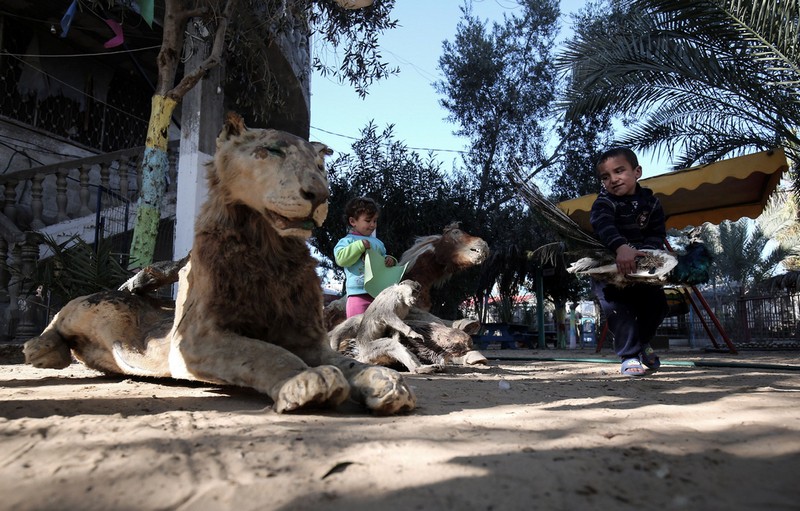 Mới đây, loạt hình ảnh ghi lại cảnh tượng trẻ em Palestine vô tư chơi đùa cùng với những  xác khô mãnh thú trong một sở thú tồi tàn ở thành phố Rafah, dải Gaza khiến nhiều người không khỏi kinh hoảng. (Nguồn Sina)