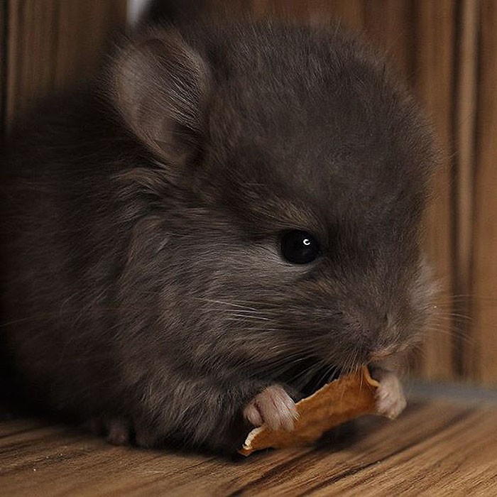 Chinchilla hay còn gọi là sóc sin-sin là một loài  động vật gặm nhấm đáng yêu bậc nhất trong họ động vật gặm nhấm nói riêng và thế giới động vật nói chung. (Nguồn Bored Panda)