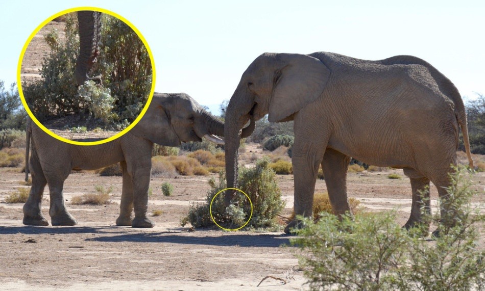 Mới đây, nhiếp ảnh gia động vật hoang dã Melanie Arxhoek trong chuyến ghé thăm khu bảo tồn Inverdoorn Game Reserve ở Nam Phi đã may mắn ghi lại được những hình ảnh lãng mạn về màn tỏ tình bằng hoa của một con  voi đực khổng lồ. (Nguồn Sina)