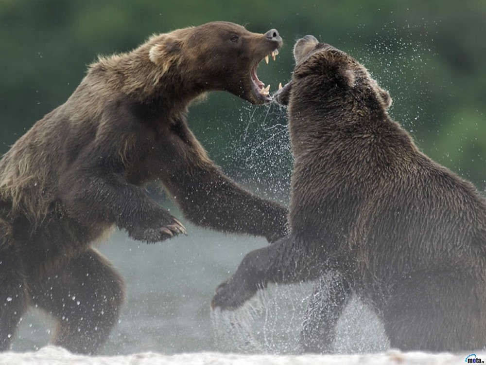 Gấu nâu khổng lồ, tên khoa học là Ursus arctos, là một loài  gấu nâu hoang dã có thể nặng tới 130–700 kg. Gấu xám, gấu Kodiak và gấu nâu Mexico là các chủng (phân loài) Bắc Mỹ của gấu nâu.