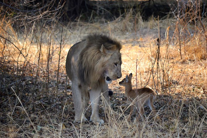 Tại công viên quốc gia South Luangwa, Nam Phi, du khách Shannon Bond đã ghi lại được cảnh tượng kỳ thú, khi  sư tử đực chơi đùa cùng với linh dương puku con sau đó tàn nhẫn giết chết con vật nhỏ bé, tội nghiệp. (Nguồn Africa Geographic)