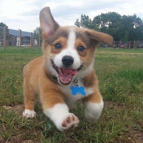 Bức hình một chú chó giống Corgi được chủ đăng tải lên mạng xã hội cách đây vài hôm. Tuy nhiên, người này không ngờ rằng thú cưng của mình lại trở thành  hiện tượng ảnh chế mới.