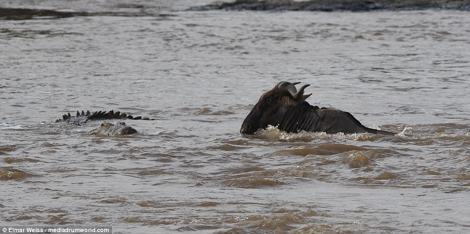 Những hình ảnh như một vở kịch gay cấn này được chụp tại sông Mara, Masai Mara, Kenya bởi kỹ thuật viên nha khoa đồng thời là nhiếp ảnh gia động vật hoang dã nghiệp dư Elmar Weiss, 46 tuổi. (Nguồn Dailymail)