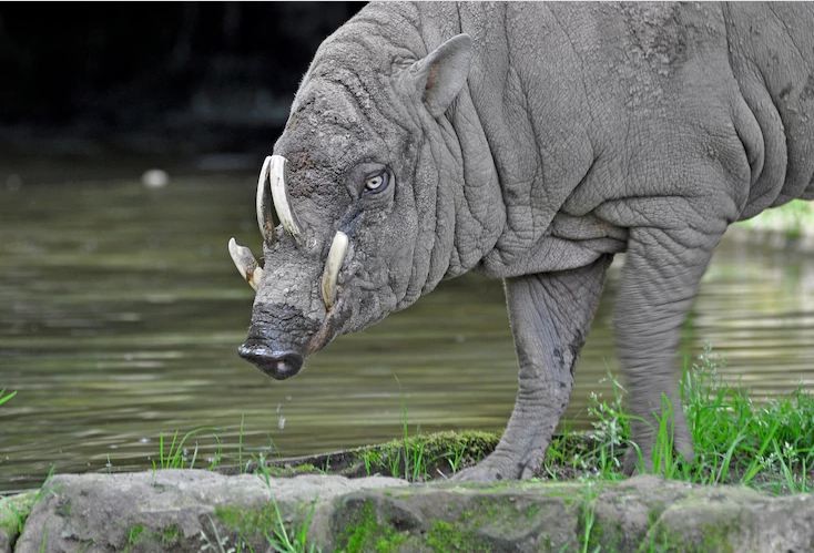 Lợn hươu Babirusa, gây ấn tượng bởi những chiếc răng nanh cong vút, nhọn hoắt. Được biết, nếu không được mài đi, những chiếc răng nanh mọc dài sẽ đâm thẳng vào hộp sọ con vật. Lợn hươu cũng được xem là một trong những loài  động vật xấu xí nhất. (Nguồn Brilio)