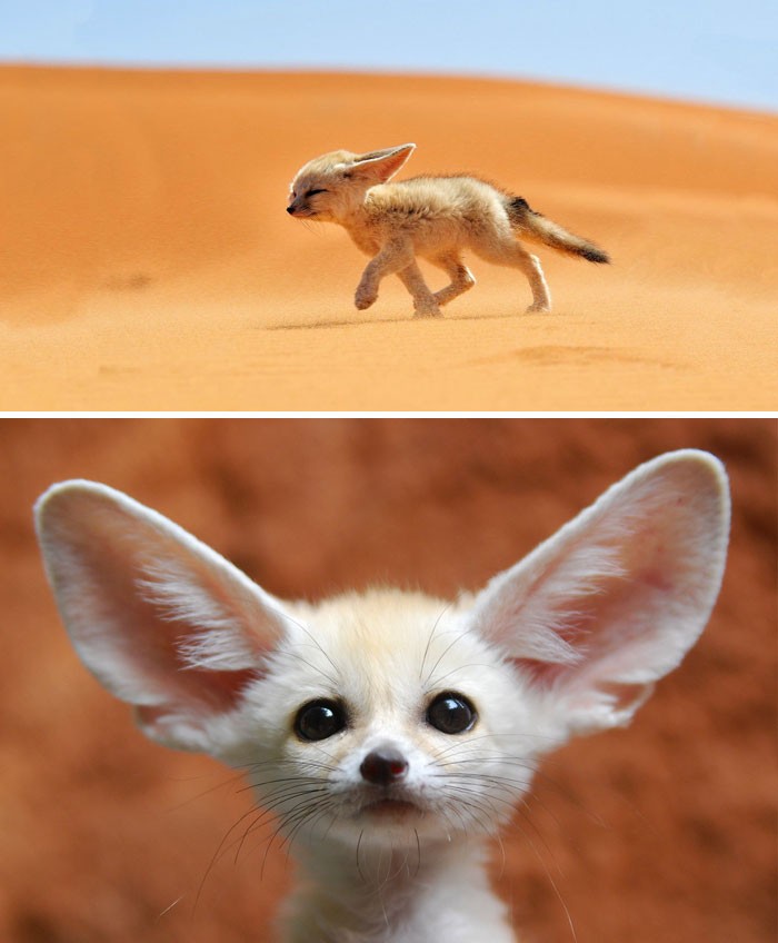 Là một trong những  động vật quý hiếm sở hữu vẻ ngoài đáng yêu nhất, cáo fennec hay fennec là một loài cáo hoạt động về đêm phân bố ở Sahara thuộc Bắc Phi. Tính năng đặc biệt nhất của loài là đôi tai lớn bất thường, phục vụ cho mục đích tản nhiệt. Có lẽ đây là loài duy nhất giữ được vẻ đáng yêu từ nhỏ đến lớn. (Nguồn Bored Panda)