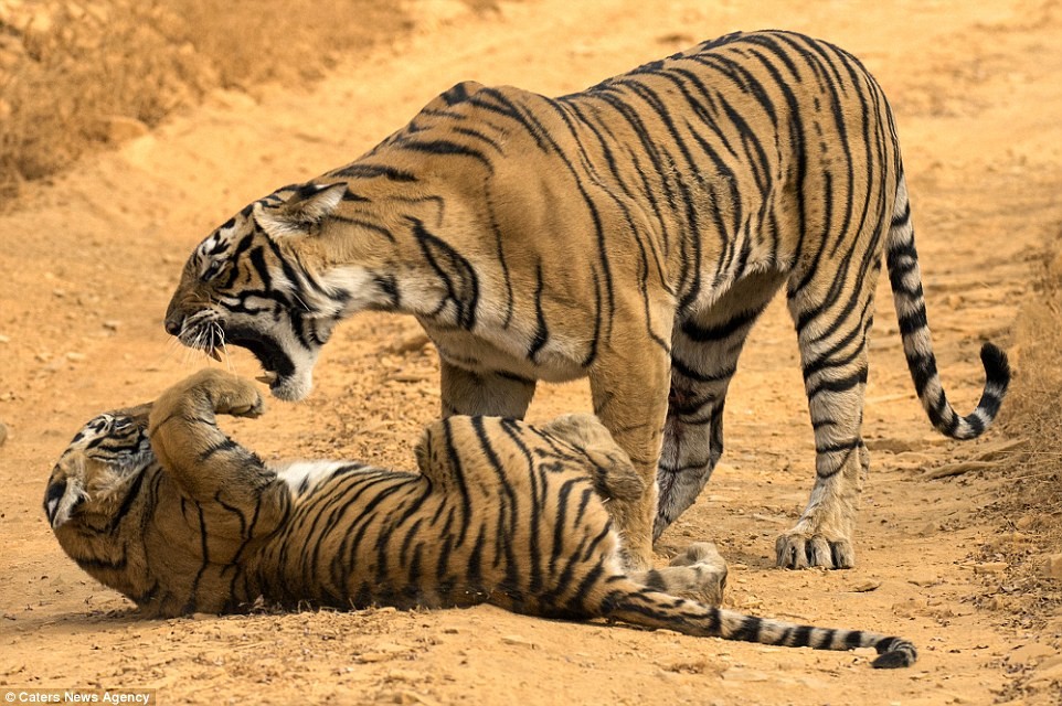 Những bức ảnh tuyệt đẹp này được chụp tại khu bảo tồn hổ Ranthambore ở Rajasthan, miền tây Ấn Độ bởi nhiếp ảnh gia tài năng Aditya Singh, người đã theo dõi con  hổ vằn mẹ Krishna từ khi nó còn nhỏ. (Nguồn Dailymail)