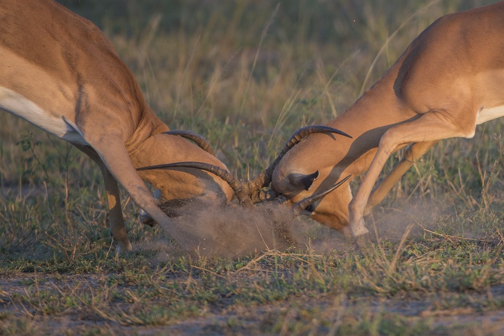 Tại khu bảo tồn động vật hoang dã Londolozi, Sabi Sands Game Reserve, Nam Phi, các nhiếp ảnh gia đã ghi lại được cảnh tượng kịch tính khi hai con  linh dương Impala đại chiến vì tình, dẫn đến một bên tử thương, chết thảm. (Nguồn Londolozi)