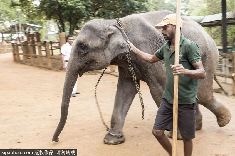 Tại thành phố Colombo, nơi cách thủ đô Sri Jayawardenepura Kotte của Sri Lanka 90km về phía Bắc có một  trại voi mồ côi tên là Pinnawala Elephant Orphanage. Đây được coi là trại voi mồ côi lâu đời nhất thế giới và cũng là trại voi mồ côi lớn nhất thế giới. (Nguồn Sina)