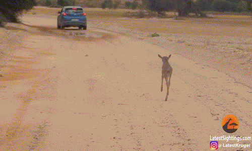 Mới đây, hai du khách Zaheer và Asma Ali trong lúc khám phá thiên nhiên hoang dã tại công viên Kgalagadi Transfrontier Park đã ghị lại được cảnh tượng vô cùng thú vị, một con  linh dương đầu bò con lầm tưởng mẹ mình là chiếc hơi màu xanh, nó mải miết chạy theo rất tội nghiệp. (Nguồn LatestSightings)