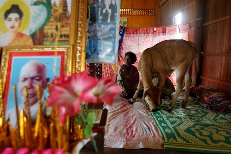 Theo thông tin đăng tải, bà Khim Hang, 74 tuổi ở tỉnh Kratie, Campuchia gần đây đã  kết hôn với một con bò năm tháng tuổi vì cho rằng con bò này chính là chuyển kiếp của người chồng mà bà vẫn luôn yêu thương, Tol Khut. (Nguồn: Hindustantimes)