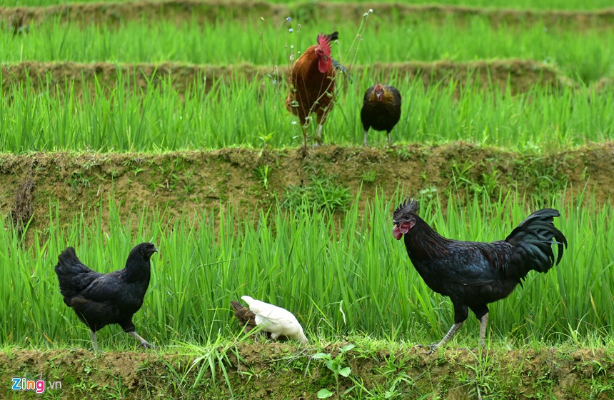 Huyện vùng cao Mù Cang Chải (Yên Bái) rất nổi tiếng với đặc sản quý hiếm là giống  gà xương đen của dân tộc Mông.