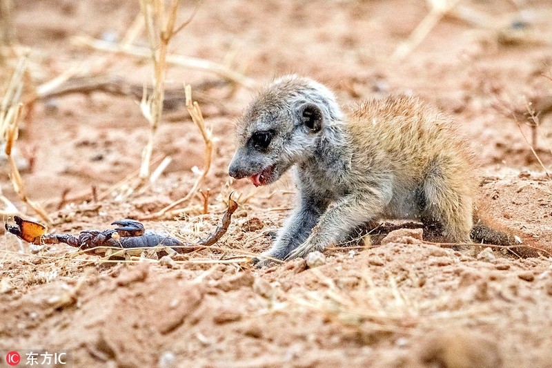 Nhiếp ảnh gia động vật hoang dã ở Nam Phi, Neal Cooper trong chuyến ghé thăm công viên Kgalagadi Transfrontier và ghi lại được khoảnh khắc ấn tượng khi  cầy meerkat sơ sinh đối đầu với bọ cạp với vẻ mặt vô cùng khát máu. (Ảnh: Sina)