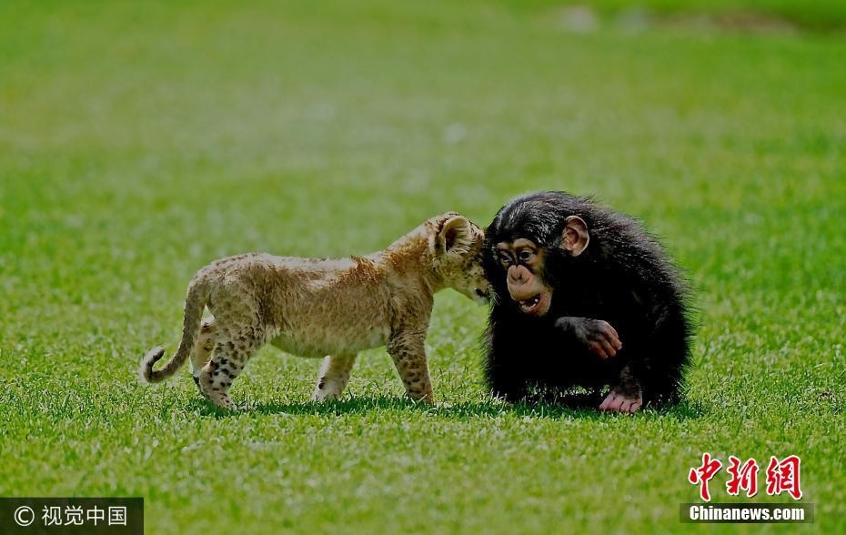 Theo thông tin đăng tải,  sư tử con đáng thương có tên là Brave, khi được tìm thấy, Brave đã bị bỏ rơi trong một chiếc xe tại trạm kiểm soát an ninh Thổ Nhĩ Kỳ. Lúc đó, sư tử con mới chỉ khoảng một tháng tuổi, vô cùng yêu đuối. (Nguồn Chinanews)