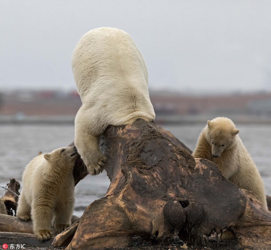 Tại Alaska, Mỹ, trong lúc thò cổ vào bộ xương cá voi xem còn chút thịt nào không, con gấu trắng Bắc cực bị mắc kẹt đầu trong đó.  Động vật rơi vào tình cảnh oái ăm.