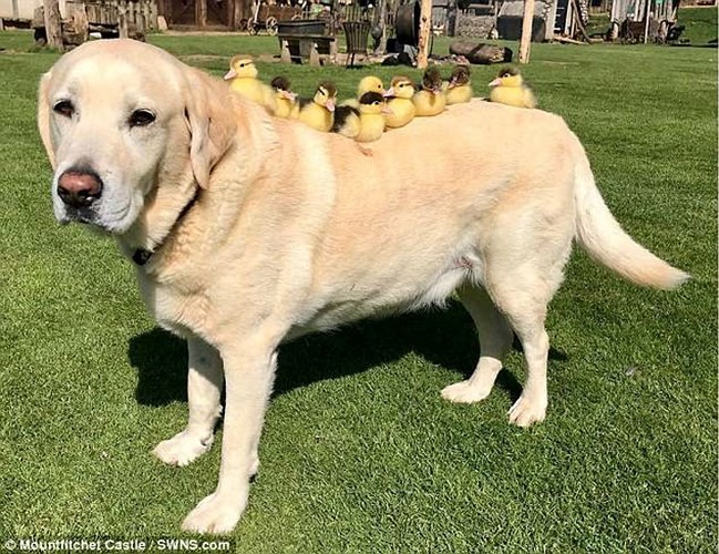 Chú  chó đáng yêu tên Fred (10 tuổi) là thuộc giống Labrabor, hiện đang sống tại Lâu đài Mountfitchet (Essex, Vương quốc Anh).