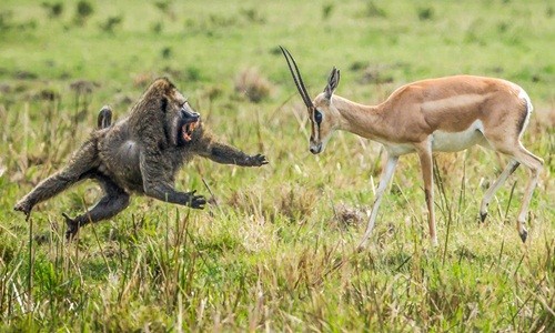 Ấn tượng những “người mẹ siêu nhân” trong thế giới động vật 