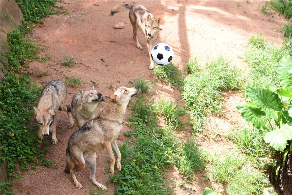 Ít người biết rằng, chú chó sói tinh nghịch, đá bóng cực đỉnh có tên Zabivaka, linh vật  World Cup 2018 ở Nga chiếm trọn cảm tình của đông đảo mọi người được lấy hình mẫu từ những con chó sói Siberia.