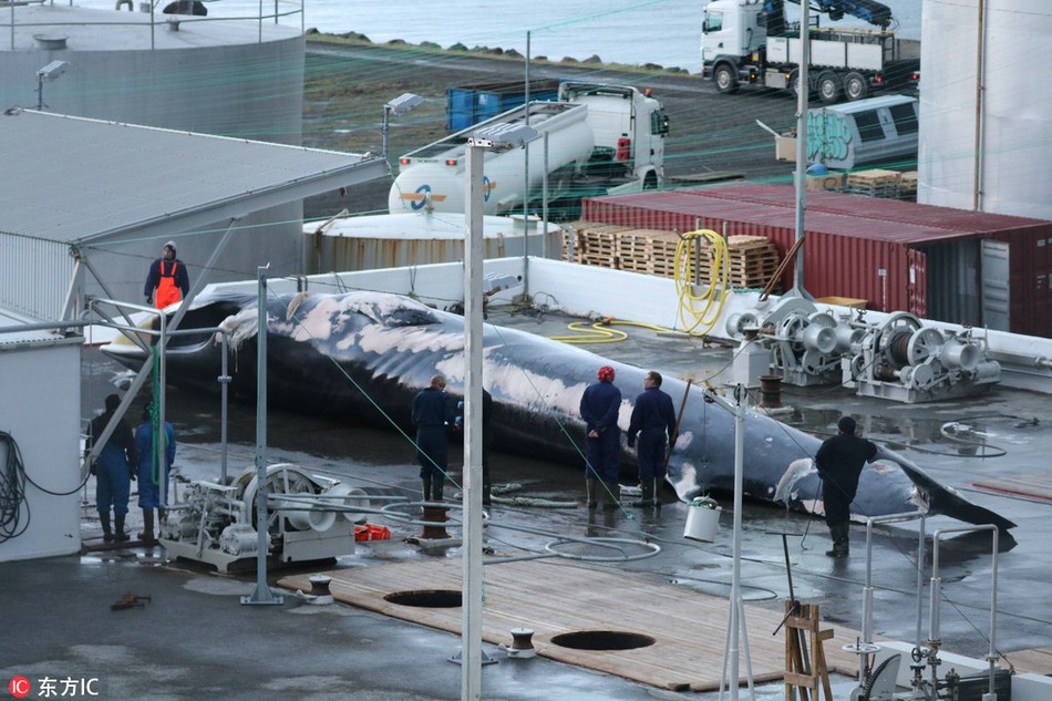 Ngày 5/7 vừa qua, các thành viên Hiệp hội bảo tồn hải dương Sea Shepherd ghi được hình ảnh chân thực khi một công ty chuyên săn bắt cá voi ở Iceland - Hvalur HF một lần nữa ra khơi và  xẻ thịt cá voi khổng lồ.