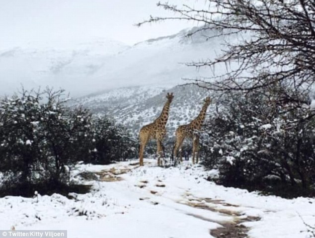 Mới đây ở Sneeuberg, Western Cape, Nam Phi diễn ra một trận bão tuyết bất thường, khiến toàn bộ khu vực bị bao phủ trong lớp tuyết rất dày, ảnh hưởng không nhỏ đến cuộc sống của các động vật hoang dã tại nơi đây.