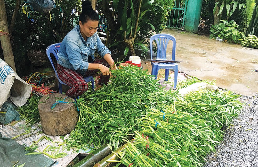 Mùa nước nổi An Giang: Thả rau ngổ ở sông, ngày nào cũng có tiền tiêu