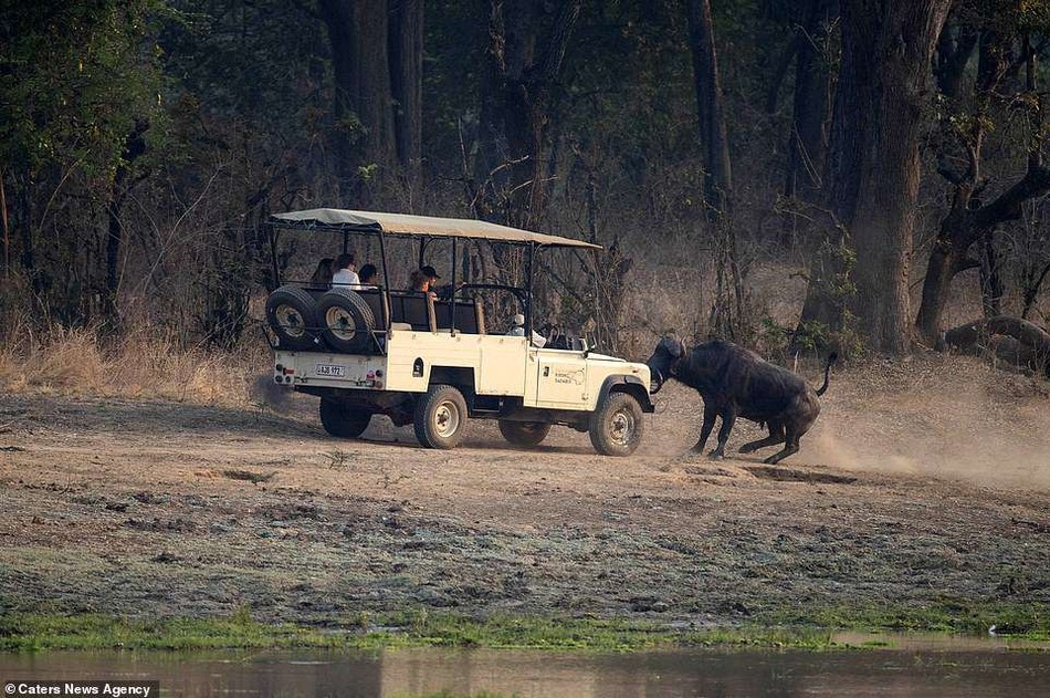 Trong loạt ảnh này, một con  trâu rừng giận dữ đã điên cuồng tấn công chiếc xe jeep chở khách du lịch. Nó thậm chí có dùng đầu để húc về phần mui của chiếc xe jeep để cảnh cáo và xua đuổi con người.