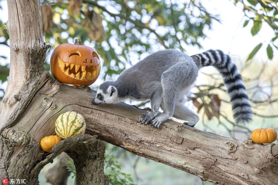 Vượn cáo hào hứng "vờn" bí ngô, đón Halloween 