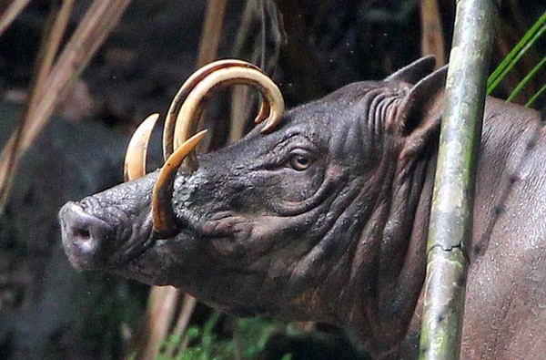 Lợn Babirusa là một trong những  loài lợn kỳ lạ nhất thế giới. Theo tiếng địa phương, Babirusa nghĩa là "hươu-lợn", thuộc loài lợn rừng tìm thấy tại một số đảo thuộc Indonesia. Loài lợn này sở hữu cặp nanh cong và lớn đến mức chúng nổi rõ qua lớp thịt, xuyên ra ngoài qua các lỗ để vượt qua phần đỉnh của mõm. Hai chiếc nanh trên sống mũi còn được coi là ngà.