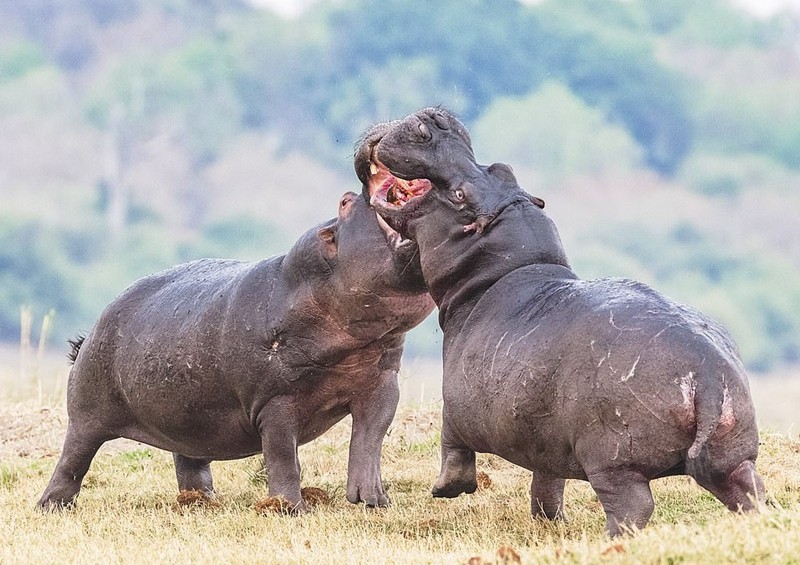 Mới đây, trong chuyến ghé thăm khu bảo tồn động vật hoang dã ở Botswana, châu Phi, nhiếp ảnh gia, Caron Steele, 54 tuổi, đến từ Worrouershire, Anh ghi được những hình ảnh đáng ngạc nhiên về trận chiến đấu kịch tính của hai con  hà mã đực.