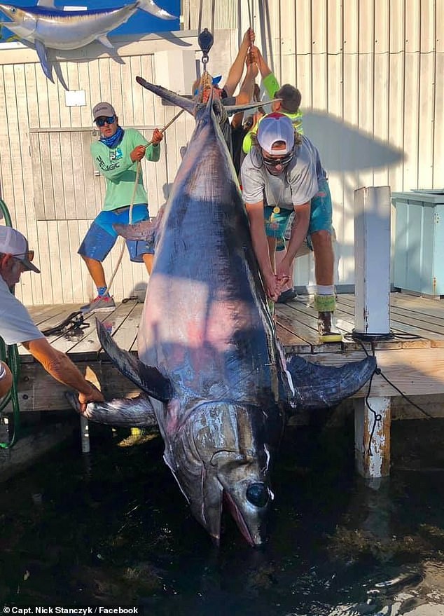 Mới đây, một ngư dân ở Florida, Mỹ đã câu được một con cá kiếm siêu lớn. Có thể nói, đây là một trong những con  cá kiếm khổng lồ, lớn nhất thế giới, cực kỳ hiếm gặp.