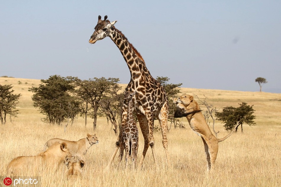 Mới đây, tại khu bảo tồn động vật hoang dã Olare Motorogi ở Kenya, nhiếp ảnh gia James Nampaso, 38 tuổi, ghi được những cảnh tượng vô cùng ấn tượng khi  hươu cao cổ mẹ chiến đấu trong tuyệt vọng để cứu con mình.