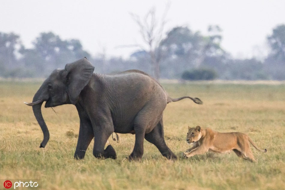 Mới đây, James Gifford, nhiếp ảnh gia người Anh trong lúc ghé thăm công viên quốc gia Chobe ở Botswana chụp được những hình ảnh vô cùng ấn tượng và kịch tính khi đàn  sư tử bất chấp nguy hiểm, hợp sức săn voi con.