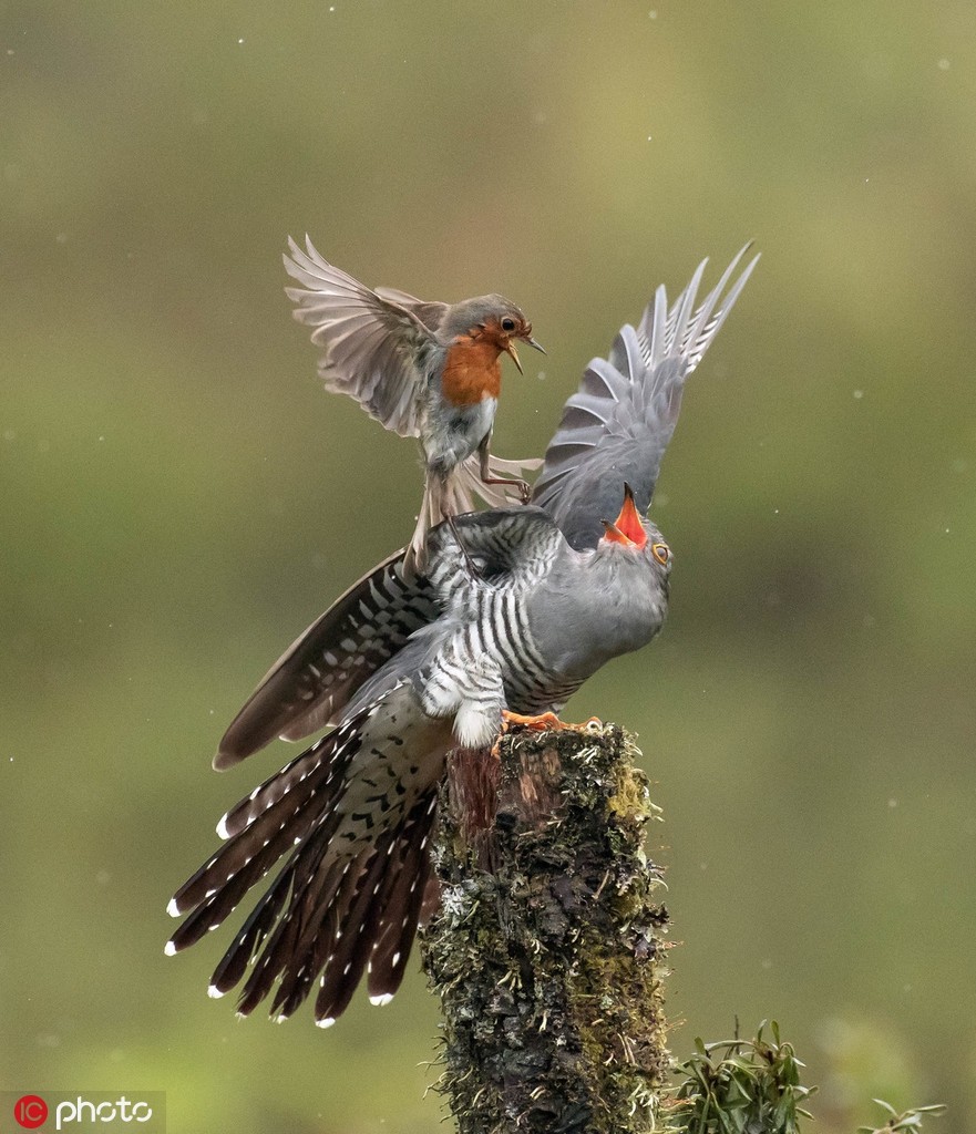 Mới đây, trong khi khám phá thiên nhiên hoang dã vùng Kirkcudbright, miền nam Scotland, nhiếp ảnh gia động vật hoang dã Alan McFadyen ghi được những hình ảnh vô cùng kịch tính, sống động về màn đại chiến của  chim hoét cổ đỏ và chim đại đỗ quyên.