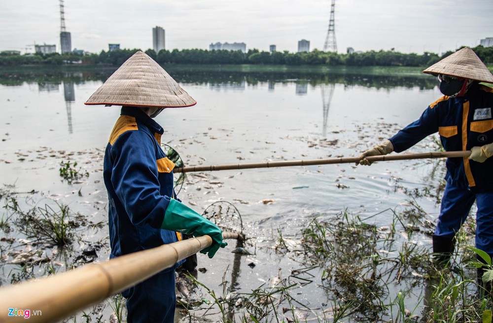 Những ngày gần đây, hồ điều hòa  Công viên Yên Sở ở quận Hoàng Mai, Hà Nội xảy ra tình trạng cá chết hàng loạt. Gió đẩy xác cá cùng rác, bèo vào góc hồ sát cổng công viên.