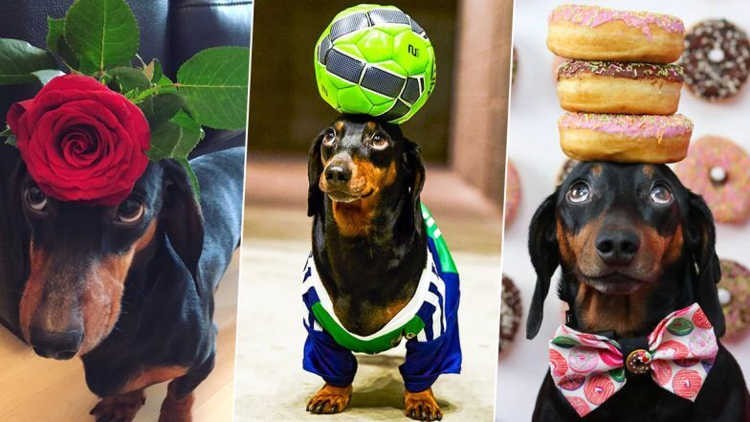 Harlso, một chú chó dachshund hay  chó xúc xích, 5 tuổi, đến từ Belfast, Bắc Ireland, đã vươn lên thành ngôi sao internet nhờ một tài năng ấn tượng, đội mọi thứ lên đầu mà không rơi.