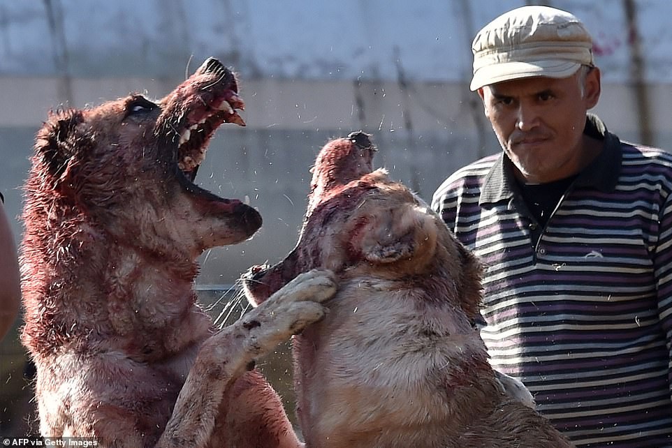 Chó trăm kg chọi nhau đẫm máu ở Kyrgyzstan gây phẫn nộ tột cùng