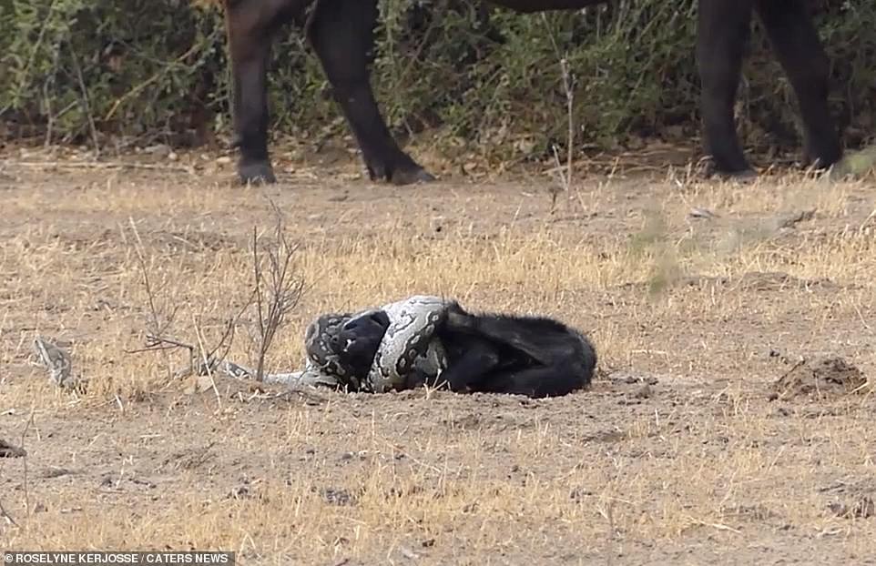 Mới đây, trong chuyến tác nghiệp tại khu bảo tồn động vật hoang dã ở Chobe Park, Botswana, nhiếp ảnh gia Roselyne Kerjosse bất ngờ ghi được những hình ảnh vô cùng kịch tính khi  lửng mật, trăn khổng lồ và chó rừng kịch chiến.